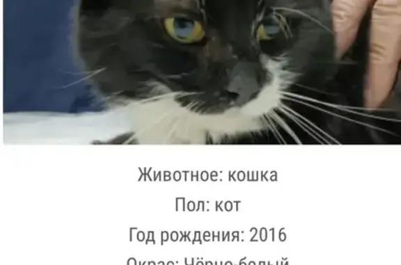 Найдена кошка, к440, Зеленоград - мужской пол - photo