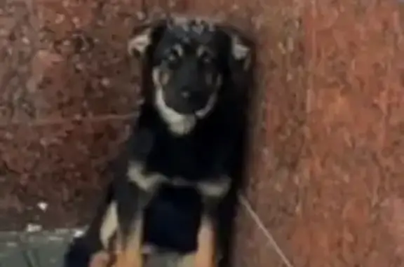 Пропала собака, женская, Посадская улица, 57, Сергиев Посад - черная с рыжими подпалинами - photo