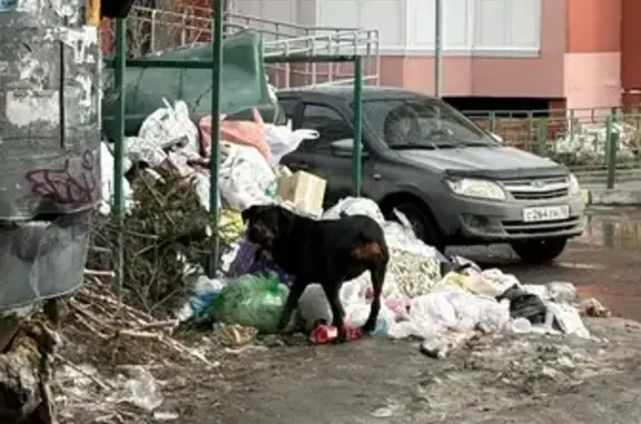 Найдена собака, Томск, фото: Найдена собака, Сибирская улица, 56, Томск - ищет чего бы поесть