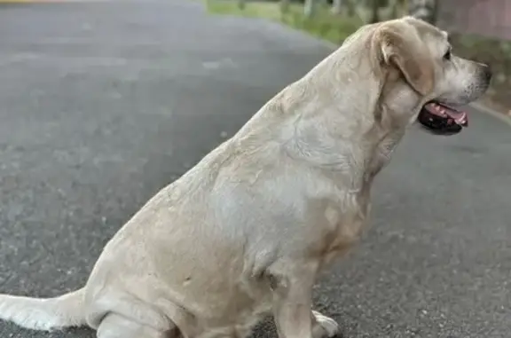 Пропала собака, Михайловское шоссе, 7/3, Ставрополь - палевый лабрадор с биркой - photo