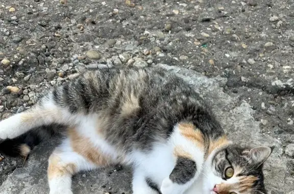 Кошки потеряшки, Павловская, фото: Потеряшка кошка, Революционная улица, 92, Павловская - цветная, ей нет даже года