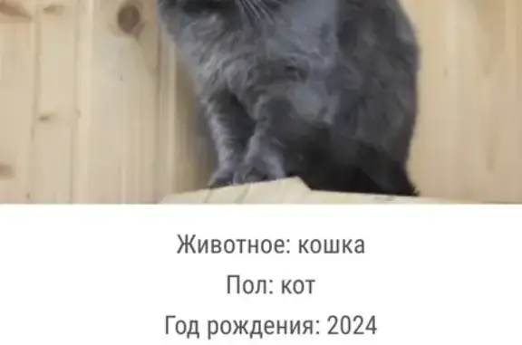 Найден кот, к362, Зеленоград - photo