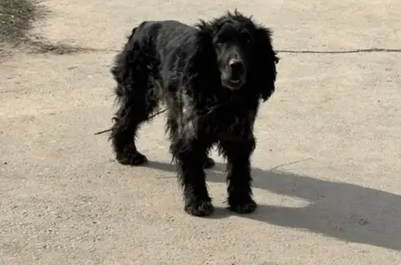 Объявления о пропавших и найденных животных, Саратов, фото: Найден собака, Усть-Курдюмская улица, Саратов - Черная шерсть с проседью