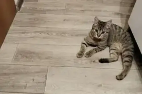 Пропал кот, улица Марата, 168, Тула - серый, полосатый - photo