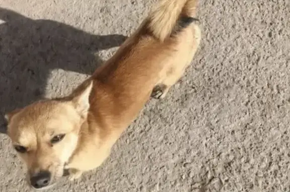 Пропал собака, ул. 30 лет Победы 7ст6, Тюмень - photo