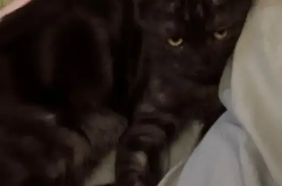 Пропала кошка, мужской пол, темно-серый окрас, Пионерская улица, 36, Сочи - photo