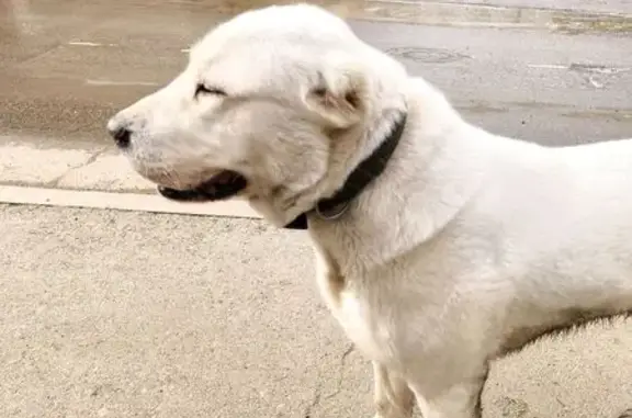 Найдена собака, Красноярск, фото: Найдена собака, женский пол, Свободный проспект, 66А, Красноярск - алабай с зеленым ошейником