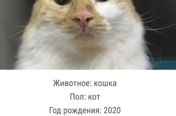Найдена кошка, Москва, фото: Найдена кошка, 2-й Силикатный проезд, 36А, Москва