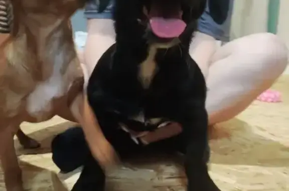 Найденные животные Астрахань, фото: Найдена собака, 1-я Перевозная улица, 114, Астрахань - предположительно лабрадор с короткими лапами