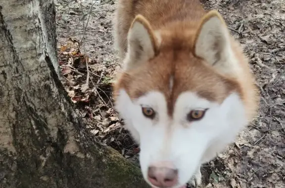 Найдена собака, Химки, фото: Найден собака, мужской, Покровская улица, 1, Химки - рыжий хаски