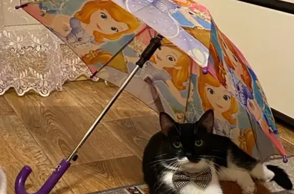 Пропала кошка, 13, Старый Оскол - черно-белый, нет левой лапки - photo