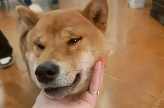 Найденные животные Москва, фото: Найден собака, 9-я Парковая улица, Москва - молодой кобель с чипом