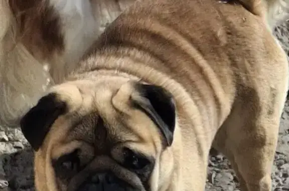 Пропал собака, Балаково - рыжий с клеймом - photo