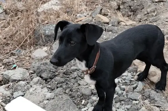 Объявления о пропавших и найденных животных, Владивосток, фото: Найден собака с ошейником, Сочинская улица, 17, Владивосток