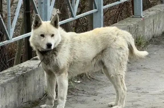 Найденные животные Васильково, фото: Найдена собака с ошейником, Шатурская улица, Васильково
