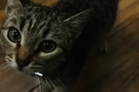 Объявления о пропавших и найденных животных, Ленинаван, фото: Найден кот, улица Мира, 4/2, Ленинаван - черный ошейник со стразами