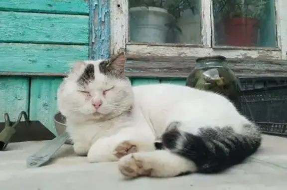 Кошки потеряшки, Холмская, фото: Потеряшка кот, улица Есенина, Холмская - бело-чёрный окрас