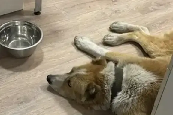 Объявления о пропавших и найденных животных, Новосибирск, фото: Найдена собака, женская, Толмачёвское шоссе, Новосибирск - порода алабай