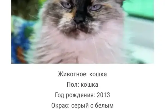 Найдена кошка, женская, Рассветная аллея, Москва - photo
