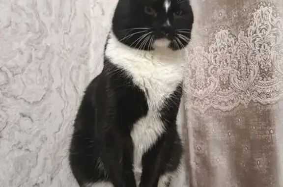 Пропал кот, Щитовая улица, 11, Пермь - черная спинка, белые усы - photo