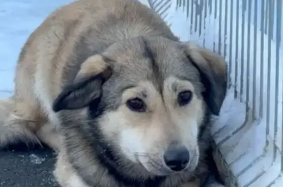 Собаки потеряшки, Мяглово, фото: Потеряшка собака, ж/д станция Мяглово, Мяглово - рыжий окрас с черным