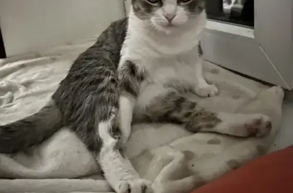 Пропала кошка, женский пол, улица Фрунзе, 61, Новочеркасск - серый окрас, белая грудка - photo