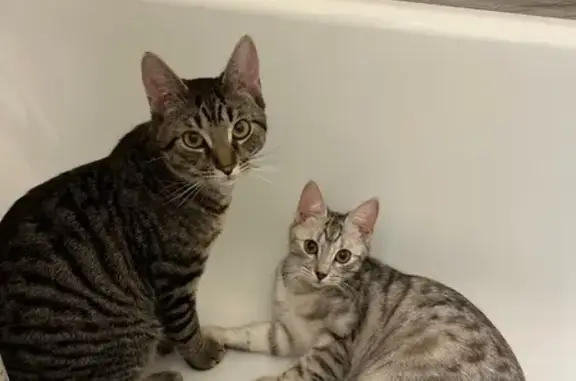 Потерянные животные Краснодар, фото: Пропала кошка, Сахалинская улица, 15 к6, Краснодар - беленькая с большими ушками