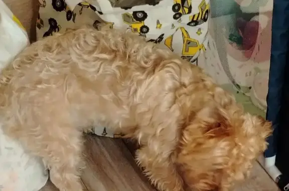 Пропал собака, мужской, Советская улица, Петрозаводск - рыжий, кучерявый - photo