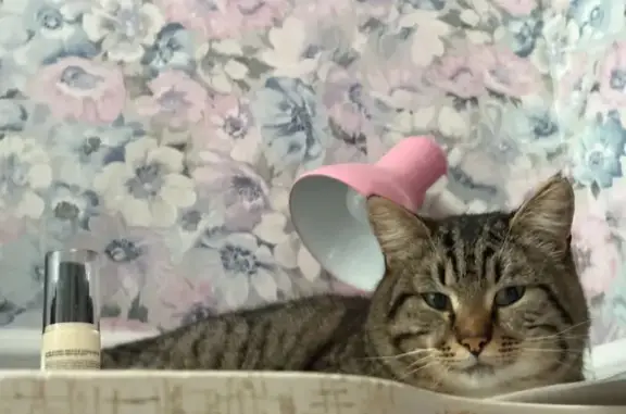 Пропал кот, улица Тельмана, 13А, Белгород - серо-рыжий в темную полоску - photo