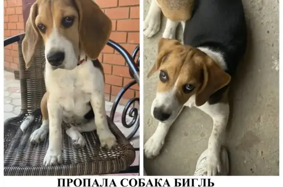 Пропала собака, Славянская улица, Темрюк - коричневые уши, черная спина - photo