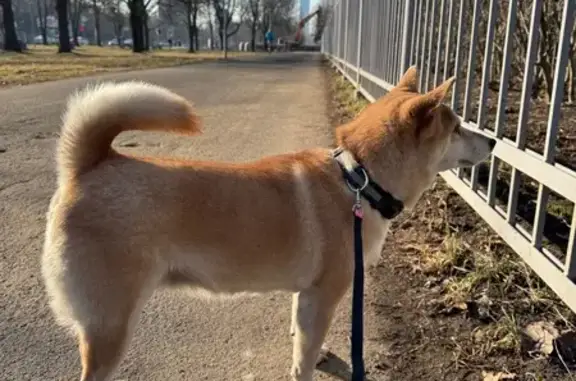 Найденные животные Санкт-Петербург, фото: Найдена собака, девочка, Санкт-Петербург - знает команды