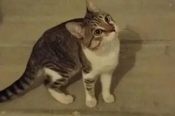 Объявления о пропавших и найденных животных, Волгоград, фото: Найден кот, улица Маршала Воронова, Волгоград - ласковый и ухоженный