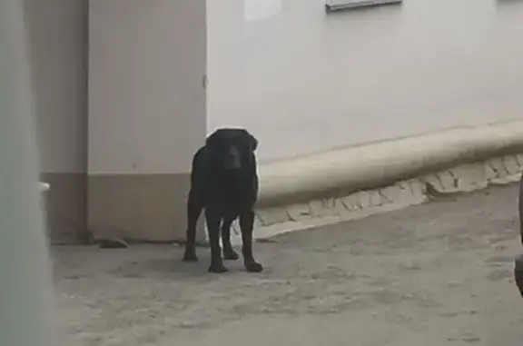 Найдена собака, Красноярск, фото: Найден черный лабрадор, улица Баумана, 24, Красноярск
