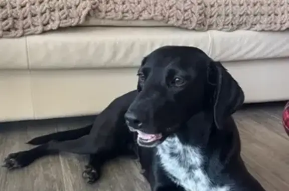 Найденные животные Старый Оскол, фото: Найдена собака, женская, улица Чкалова, 3, Старый Оскол - черная с белой грудкой