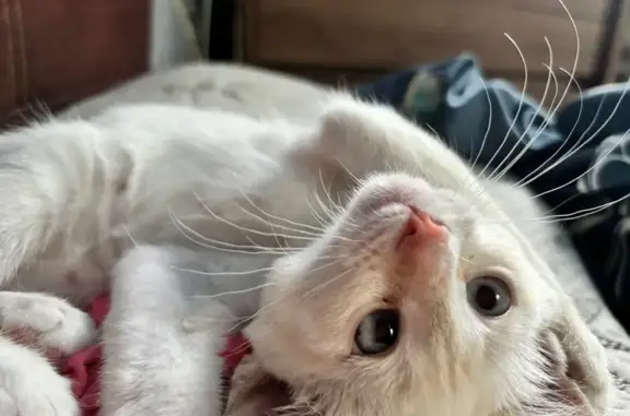 Пропала кошка, Гражданская улица, 4, Новомосковск - отзывается на кличку Тося - photo