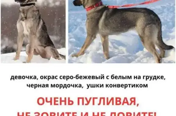 Пропала собака, женская, Кантемировская улица, 20 к5, Москва - серая, короткая шерсть - photo