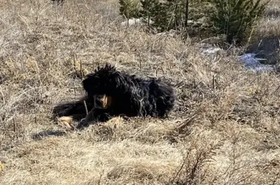 Найдена собака, Улан-Удэ, фото: Найдена собака, Улюнхан, Улан-Удэ - предположительно породы банхар