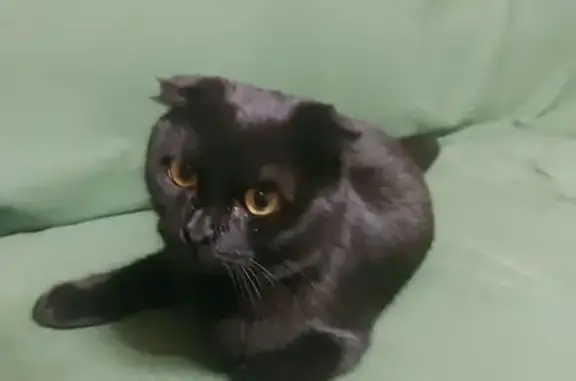 Объявления о пропавших и найденных животных, Ростов-на-Дону, фото: Найдена кошка, Гагринская улица, 9, Ростов-на-Дону - ласковая и чёрная