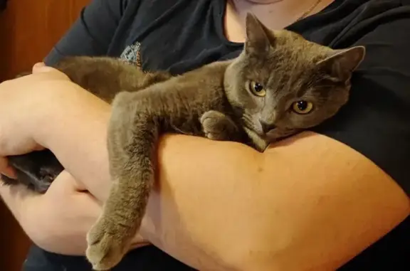 Пропала кошка, улица Героев Панфиловцев (дублёр), 9 к1, Москва - дымчатая с белым пятнышком - photo