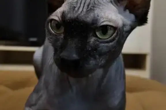 Потерянные животные Эртиль, фото: Пропала кошка Девочка, Эртиль (rl1160290)