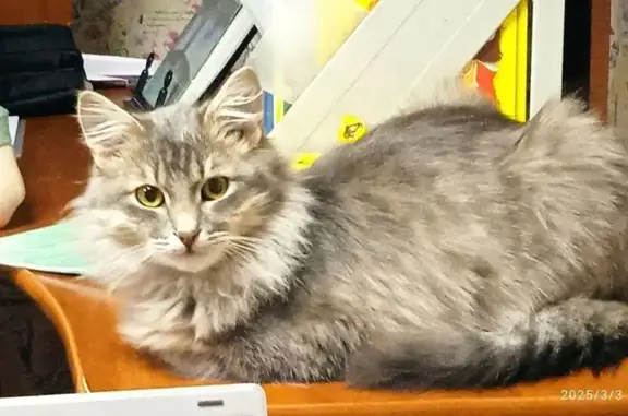 Пропала кошка, улица Чехова, 96, Агрыз - серый, пушистый, зело-желтые глаза - photo