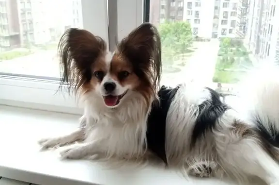 Пропала собака Мальчик, Ростов-на-Дону (rl1160294) - photo