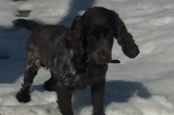 Объявления о пропавших и найденных животных, Уфа, фото: Найден собака, Академика Сулейманова улица, 174, Уфа - щенок мальчик, шоколадного цвета