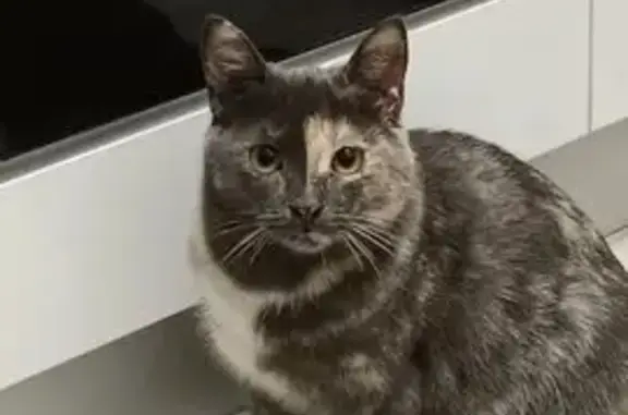 Пропала кошка, Шатура, Московская область - сильно веляет попой - photo