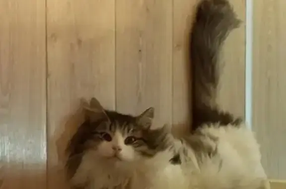 Пропала кошка, улица Димитрова, Санкт-Петербург - photo