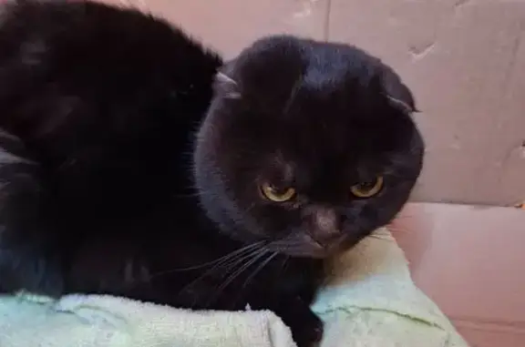 Найдена кошка, Тамбов, фото: Найдена кошка, 2-й Садовый переулок, Покрово-Пригородное, Тамбов - черный вислоухий шотландец