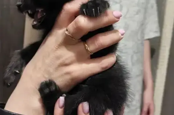 Объявления о пропавших и найденных животных, Ростов-на-Дону, фото: Найдена кошка, Доломановский переулок, 70, Ростов-на-Дону