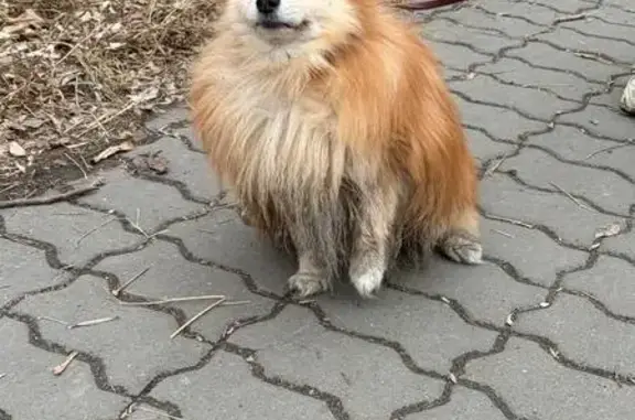 Объявления о пропавших и найденных животных, Хабаровск, фото: Найден щпиц, Уссурийский бульвар, Хабаровск - бегал по парку Динамо