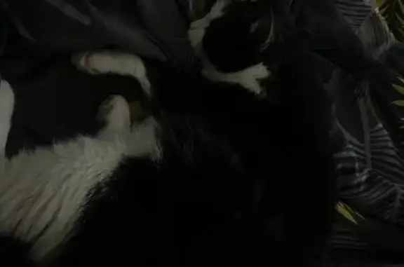 Пропала кошка, Петергофское шоссе, 90 к3 с1, Санкт-Петербург - photo