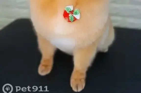 Пропала собака, Вишнёвая улица, 26, Тюмень - photo